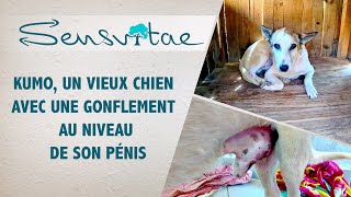 Kumo: L'Inspirante Histoire de Survie d'un Chien Abandonné et Sauvé - Gasy Animal Aid