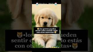 🐕•datos curiosos de perritos•🐕