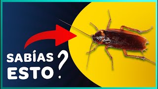 CUCARACHAS - 10 Curiosidades Increíbles