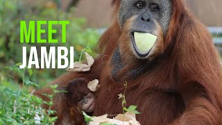 Philadelphia Zoo Celebrates Public Debut of Baby Sumatran Orangutan