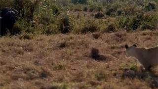 Buffalo resting in the bush comes out to find a lion pride waiting for him