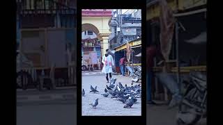 #Pigeons#YTShorts#FurtiMain