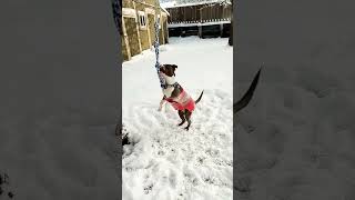 pitbull playtime on a snowy and sunny morning near Portland Oregon