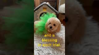 Traditional Irish Blessing for Dog's St. Patrick's