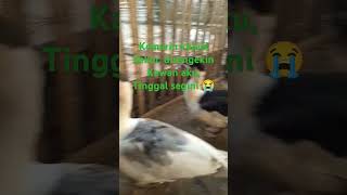 #entok #ayam #peternakbebekpedaging #duck