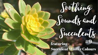 Succulent Winter Colours | Soothing Sounds with Succulents (Silent LS #9) Relaxing Calm Meditation