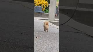 MALTEPOO RELAXING WALK