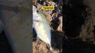 #shimano #fishingvideo #fishing #reels #littma #luresfishing catched spoted trevally