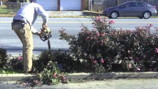 How to trim Knockout Roses