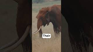 Memory of Elephants #shorts #facts #elephant #mamals #animals #africa #elephants #biggest #nature