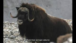 Cape Lisburne with Dave Roseneau