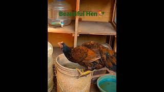 This Hen Drinks Water in the Bucket😄🐓  #shorts #viral #trending #hen #rooster #murga #pets #funny