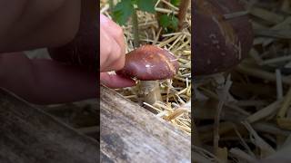 Wine Cap Mushrooms! #mushroom #fungi #growfood #gardeningtips #winecapmushroom