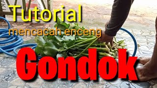 Tutorial mencacah enceng gondok || Pakan hemat ternak cepet besar