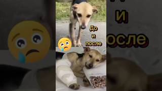 Собака бежит, спасается...😭😱#животные #спасение #помощь #собака #песик