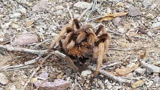 Cannibal Tarantula