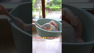 The cat 🐈 is holding the chicken 🐔 and washing the chicken 🍗#shorts #cat #animals #trending #funny