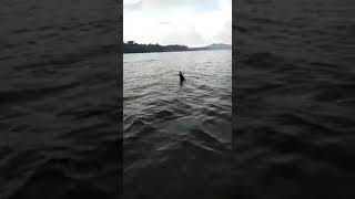 Burung langka terjebur di laut