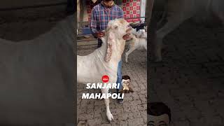 Heavy khassi goats at sanjari goat farms mahapoli bhiwandi