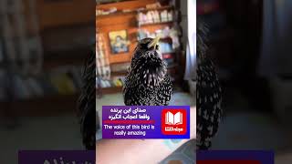 صدای این پرنده واقعا اعجاب انگیزه | The voice of this bird is really amazing #amazing #birdsounds