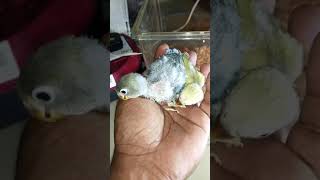 lovebird baby 3 week old  #shorts #short