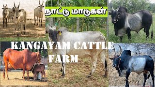 Kangayam Cattle Farm  | MANASAROVAR FARMS | நாட்டு மாடுகள் |