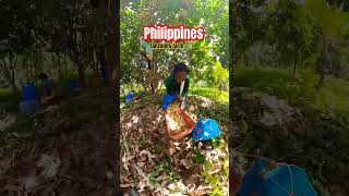 Lanzones farming Philippines, agriventure #agriculture #asianfruit #fruitfarmers  Philippines