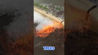 Cottonwood Tree Fluff Can Spread Fires Fast #shorts #shortsfeed #shortsviral #shortsyoutube