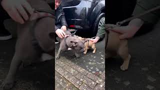 French bulldogs #shorts #ghawarvlogz #frenchbulldog