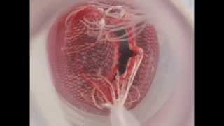 Functioning Mitral Valve Model