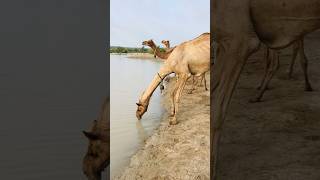 Camel 🐪 is drinking rain water camel bell 🛎 sound #shortvideo