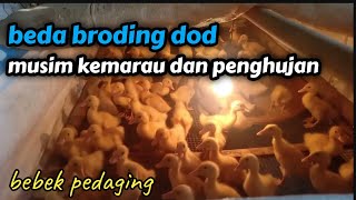 beda broding dod musim kemarau dan penghujan || bebek pedaging