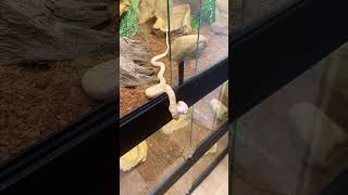 Snake Strike #shorts #snake #feeding #animals #pets #wildlife