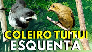 Coleiro tui-tui 💥 Canto de coleiro tui tui  💥 Coleiro tui tui cantando 💥 Coleiro tui-tui