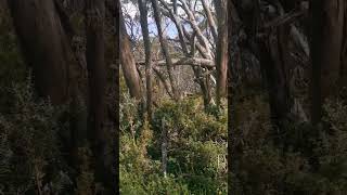 Mt Baw Baw Hike 1 VIC Australia #shorts #nature #mountains