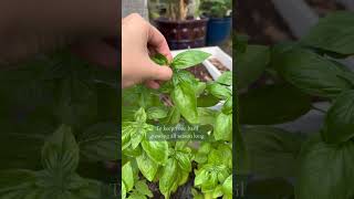 Practical gardening tip for growing basil!