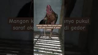 kelemahan koyngon/mangon/Pama jika tidak punya pukul saraf#shortterbaru #masukberanda