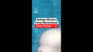 Beluga Whales From Marineland Keep Dying