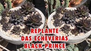 REPLANTE DAS ECHEVERIAS BLACK PRINCE (Dicas Substrato e VASOS)