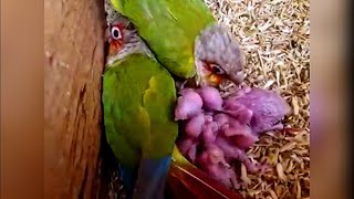 Bird Lover's Dream: Inside a Thriving Colony of Baby Conure Parakeets!