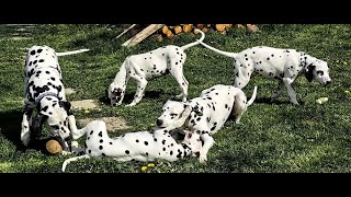 Great love, and parting follows - dalmatians puppy & grandma