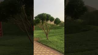 Evening at green Mubazaa Al ain#mytoyhome