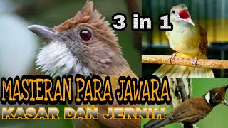 MASTERAN MURAI BATU _ CUCAK JENGGOT  CILILIN  KAPAS TEMBAK