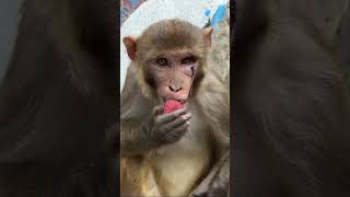 injured monkey eating a strawberry jam