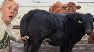 Slap a cows butt!!!