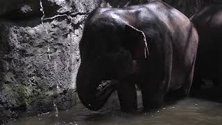 A Elephant on a River | True Nature