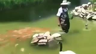 The amazing video, how the fishes are following the man in the water