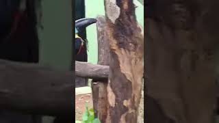 Nature part 12- Toucan (Channel-billed Toucan)