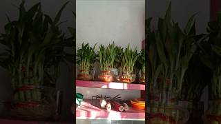 Lucky bamboo plant / লাকি ব্যাম্বো প্লান্ট #nature #nurseryrhymes