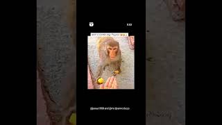 Monkey 🐒 help food to the men # Earth on incredible 🌎#.